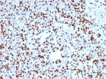 SOX9 Antibody