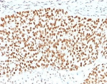 SOX9 Antibody