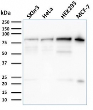 Ezrin Antibody / EZR