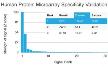 Ezrin Antibody / EZR