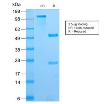 PAX8 Antibody