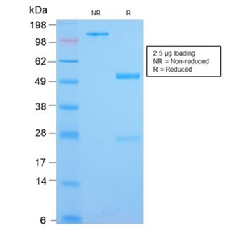 IL3RA Antibody / CD123