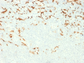 CD163 Antibody
