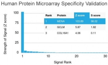 ENAH Antibody / Mena