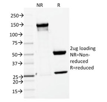 ENAH Antibody / Mena