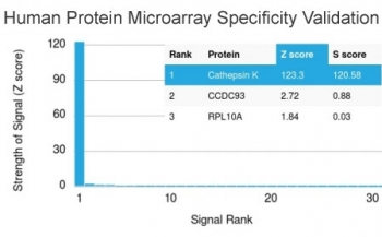Cathepsin K Antibody / CTSK