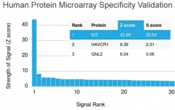 CD117 Antibody / c-Kit