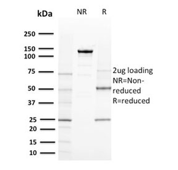 CD80 Antibody