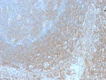 Bcl10 Antibody