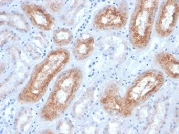 Folate Hydrolase 1 Antibody / FOLH1 / PSMA