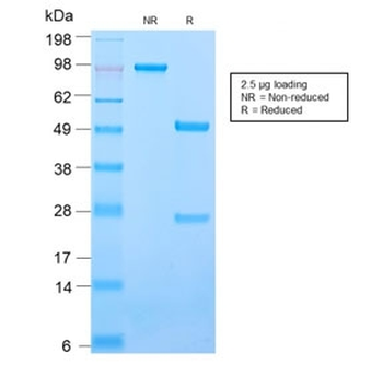 ICAM-3 Antibody / CD50