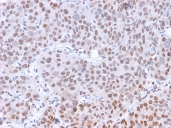 Phospho-RNA polymerase II Antibody (pS5) / POLR2A