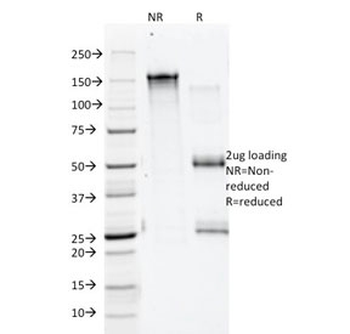 Annexin A1 Antibody