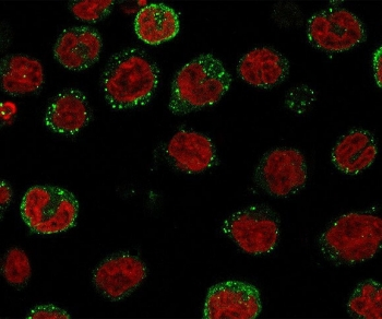 ICOS Ligand Antibody / ICOS-L / B7RP-1