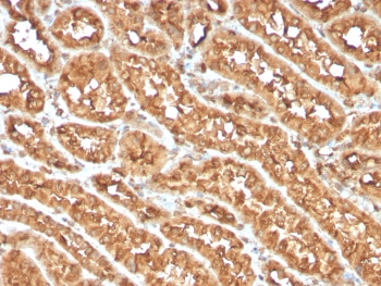 OX40 Antibody / CD134