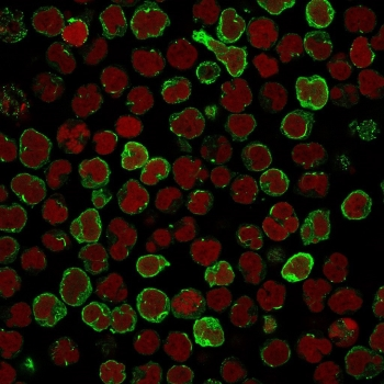 OX40 Antibody / CD134