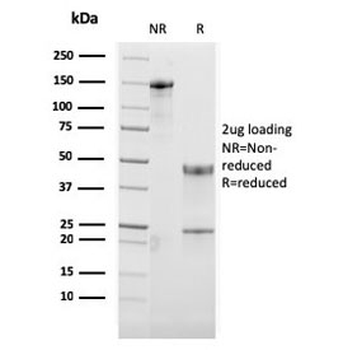 OX40 Antibody / CD134