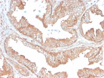 CD47 Antibody / IAP / Integrin Associated Protein
