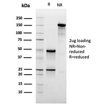 CD47 Antibody / IAP / Integrin Associated Protein