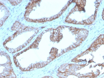 CD47 Antibody / IAP