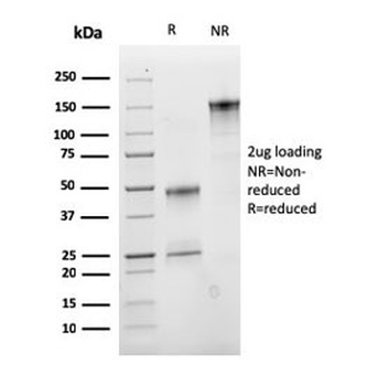 CD47 Antibody / IAP