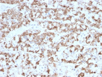 Prolactin Antibody / PRL