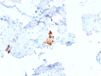 Calbindin 2 Antibody / CALB2 / Calretinin