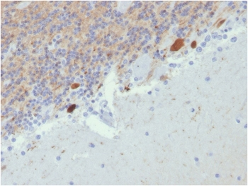 Calbindin 2 Antibody / CALB2 / Calretinin