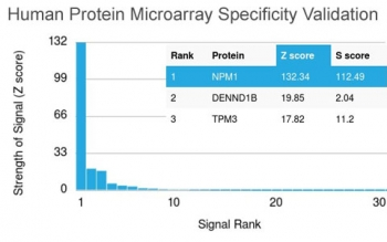 Nucleophosmin Antibody / NPM1