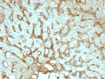 Albumin Antibody / Serum Albumin