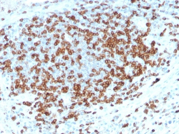 Recombinant CD3e Antibody