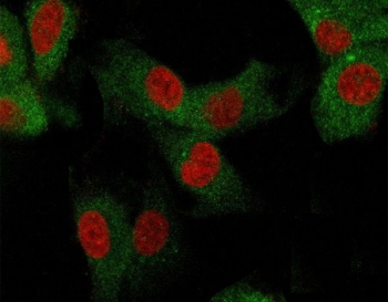 CD73 Antibody