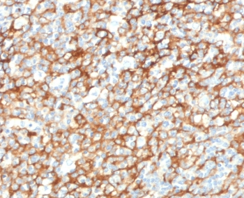 CD73 Antibody