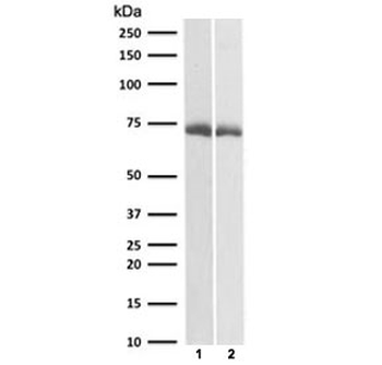 CD73 Antibody