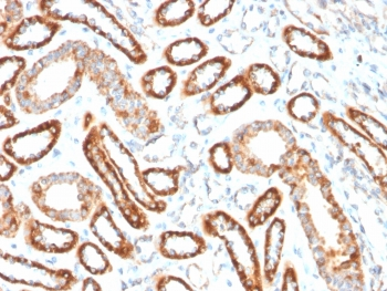 CD137 Antibody / 4-1BB / TNFRSF9
