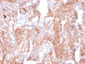 CD73 Antibody