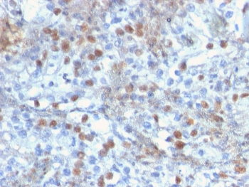 RORC Antibody / ROR gamma