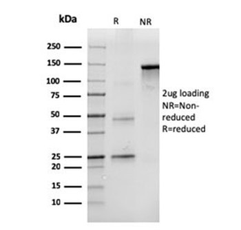 CD43 Antibody