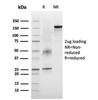 VISTA Antibody / GI24