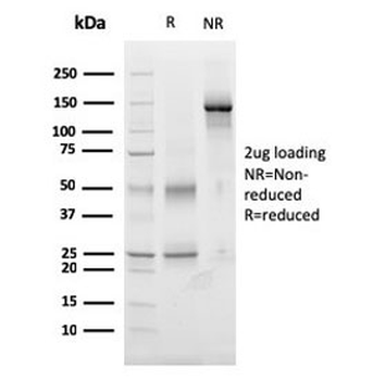 TIGIT Antibody / VSTM3 / VSIG9