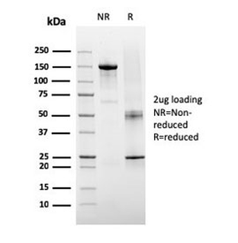 TIGIT Antibody / VSTM3 / VSIG9