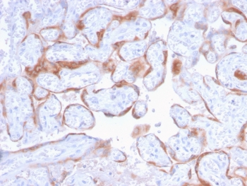 PAPP-A Antibody / Pappalysin-1