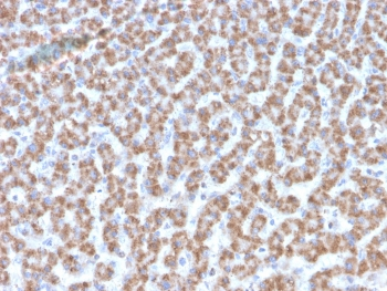 Prohibitin Antibody / PHB
