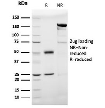 Prohibitin Antibody / PHB