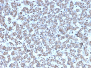 Prohibitin Antibody / PHB