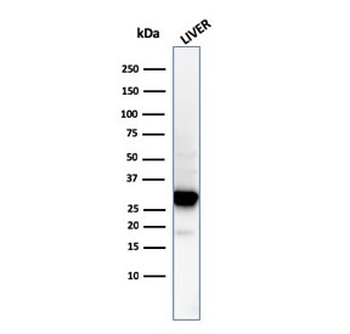 Prohibitin Antibody / PHB