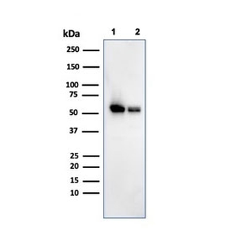 SERBP1 Antibody / PAI-RBP1