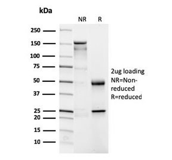 CD4 Antibody