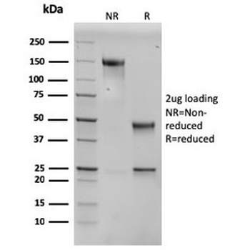 SERBP1 Antibody / PAI-RBP1