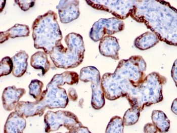 PAPP-A Antibody / Pappalysin-1